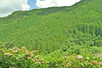 自然総から見える初夏の山林