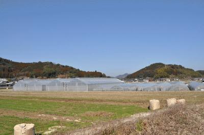 吉牟田園芸　ハウス外観