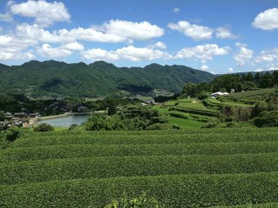 茶畑（西吉田）.jpg