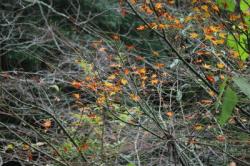 IMG_7443.jpg