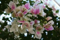 re.bougainureshino11.jpg