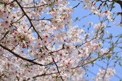 re.sakura2019nandoryo0330-1.jpg