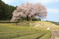 re.sakura2019nandoryo0330-3.jpg