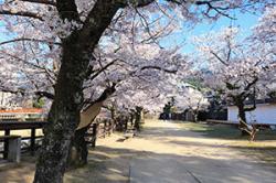 re.sakura2019onsen0402-1.jpg