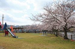 re.sakura2019takanosu0331-1.jpg