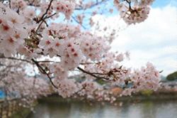 re.sakura2019takanosu0331-2.jpg