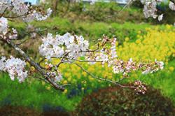 re.sakura2019todoroki0329-1.jpg