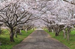 re.sakura2019yoshiura0330-1.jpg