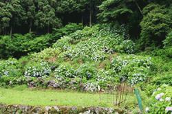 re.azegawashi202406-3.jpg