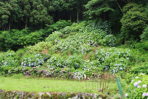 http://www.u-genki.jp/re.azegawashi202406-3.jpg