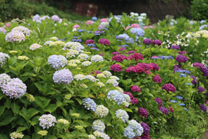 http://www.u-genki.jp/re.azegawashi202406-9.jpg
