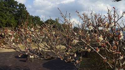 http://www.u-genki.jp/re.bairinen0208-6.jpg