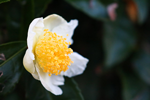 http://www.u-genki.jp/re.greenletter202503-14.jpg