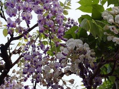 http://www.u-genki.jp/re.miyukihuzidana5.jpg