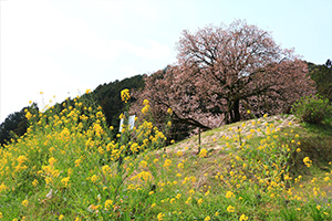 http://www.u-genki.jp/re.sakura2019nandoryo0329-1.jpg