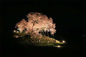 http://www.u-genki.jp/re.sakura2019nandoryo0330-2.jpg