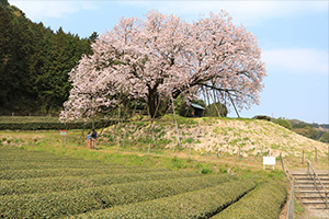 http://www.u-genki.jp/re.sakura2019nandoryo0330-3.jpg