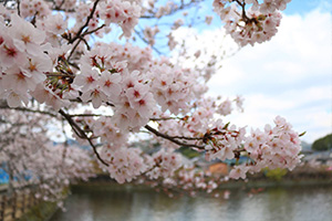 http://www.u-genki.jp/re.sakura2019takanosu0331-2.jpg