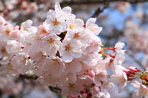 http://www.u-genki.jp/re.sakura2019ureshinoshi.jpg