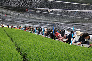 http://www.u-genki.jp/re.ureshinocha202409-2.jpg
