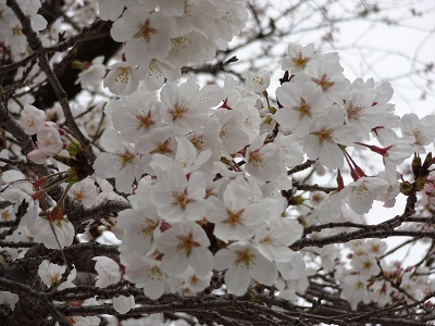 http://www.u-genki.jp/re.ureshinoonsenkouensakura.jpg