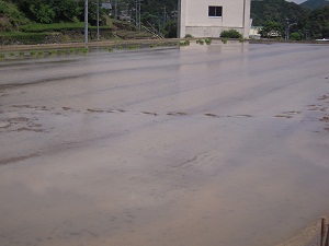 taue60.jpg